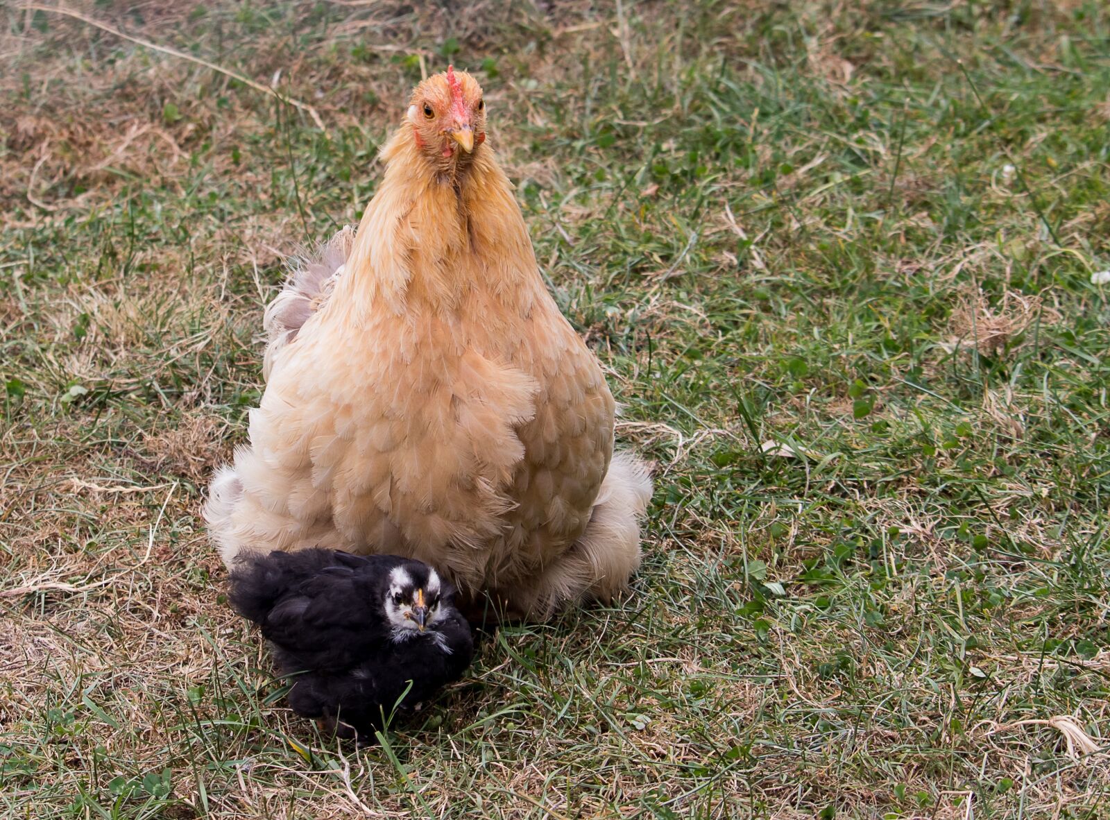Canon EF-S 55-250mm F4-5.6 IS STM sample photo. Chicken, bird, poultry photography