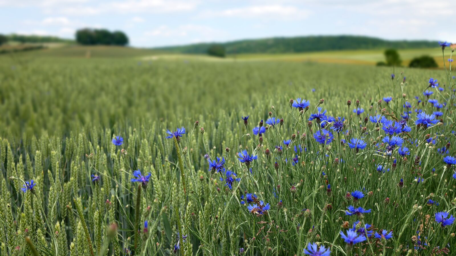 Panasonic Lumix DMC-GX85 (Lumix DMC-GX80 / Lumix DMC-GX7 Mark II) sample photo. Countryside, blueberries, wheat photography