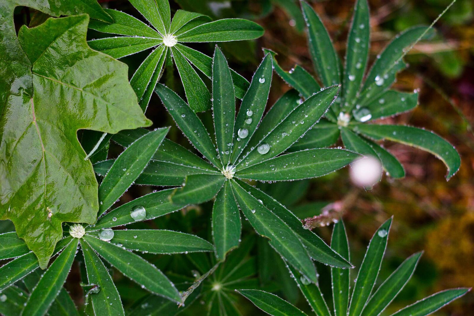 Canon EOS 20D sample photo. Plants, nature, garden photography