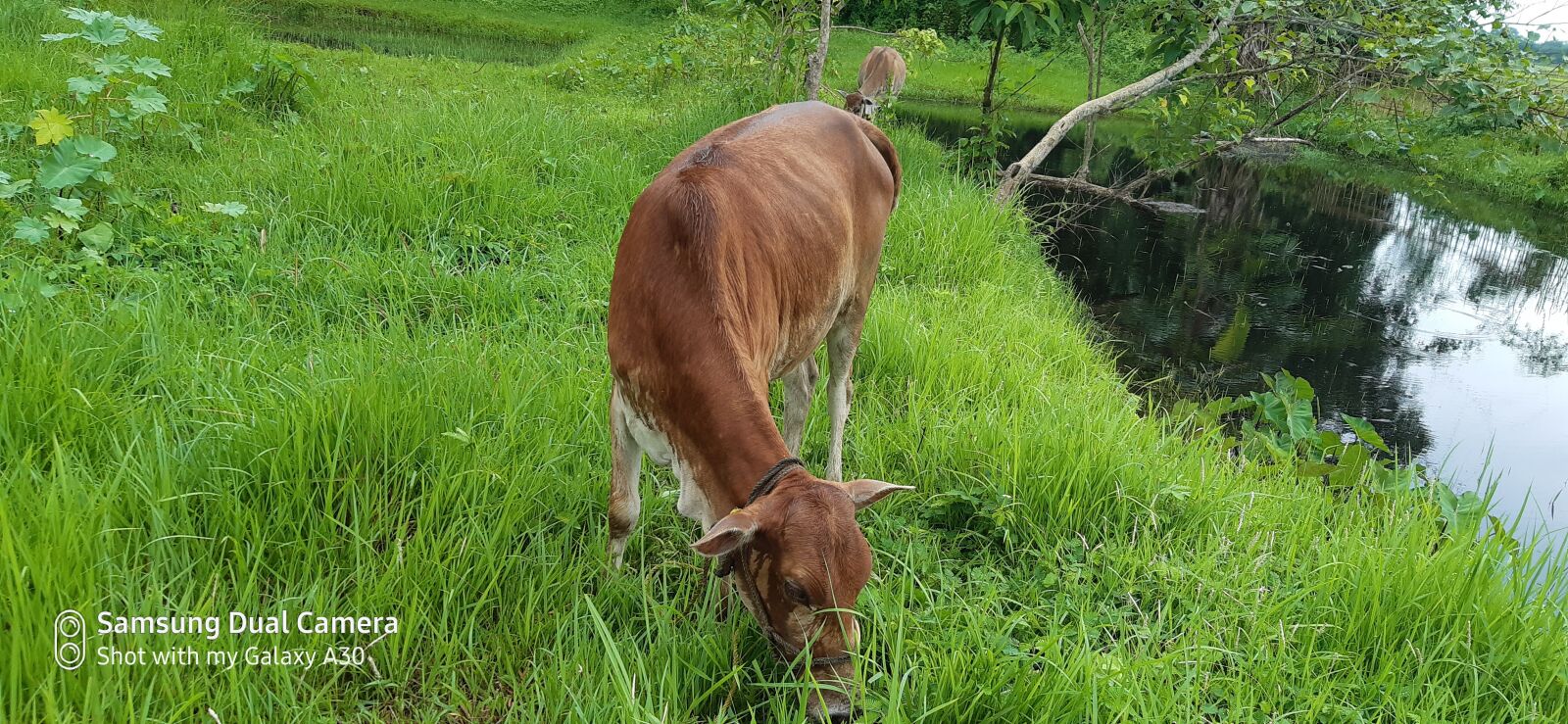 Samsung Galaxy A30 sample photo. Cow, india cow, lovely photography