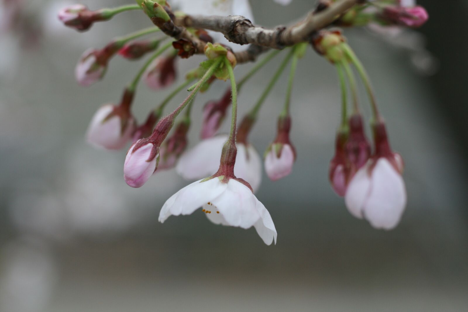 Canon EOS 400D (EOS Digital Rebel XTi / EOS Kiss Digital X) sample photo. Cherry blossoms, cherry tree photography