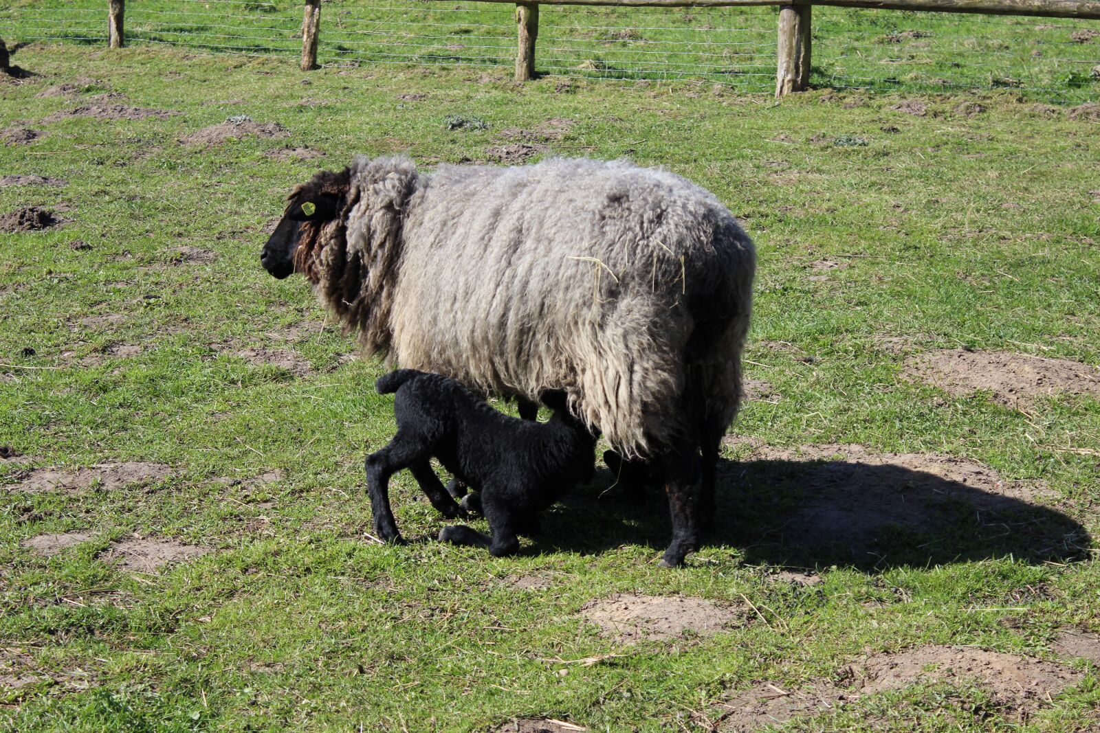 Canon EOS 600D (Rebel EOS T3i / EOS Kiss X5) sample photo. Animal, sheep, lamb photography