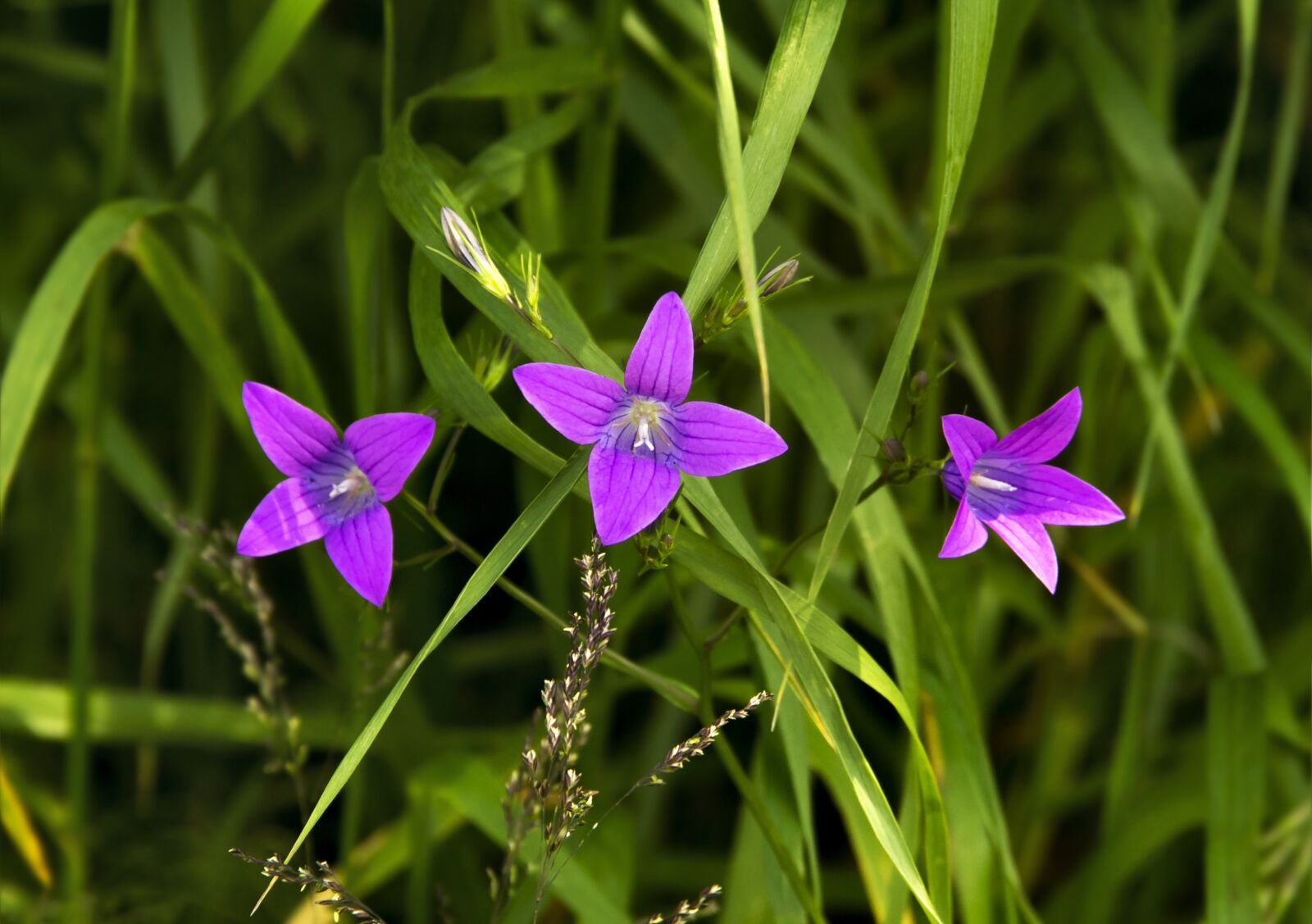 Canon EOS 600D (Rebel EOS T3i / EOS Kiss X5) sample photo. Three flowers, three stars photography