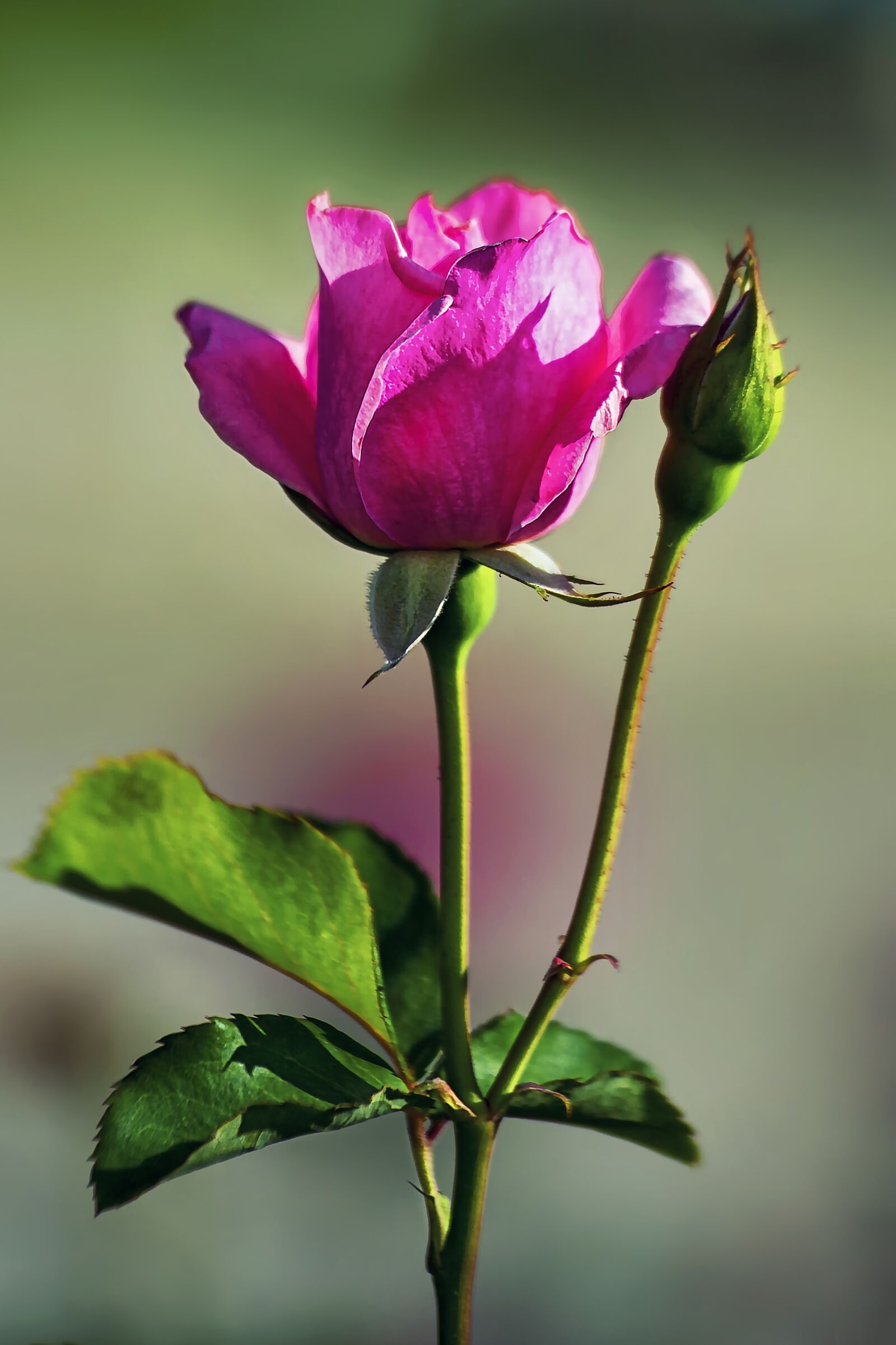 Nikon D3S sample photo. Flower, rose, bloom photography