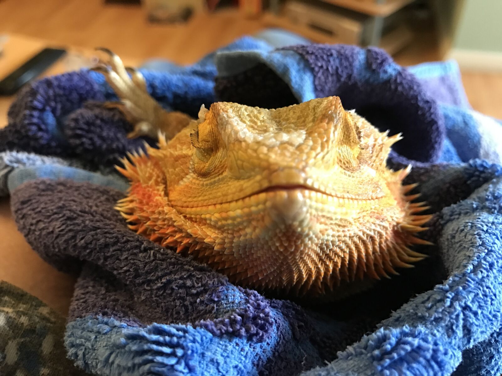 iPhone 7 back camera 3.99mm f/1.8 sample photo. Dragon, lizard, pet photography
