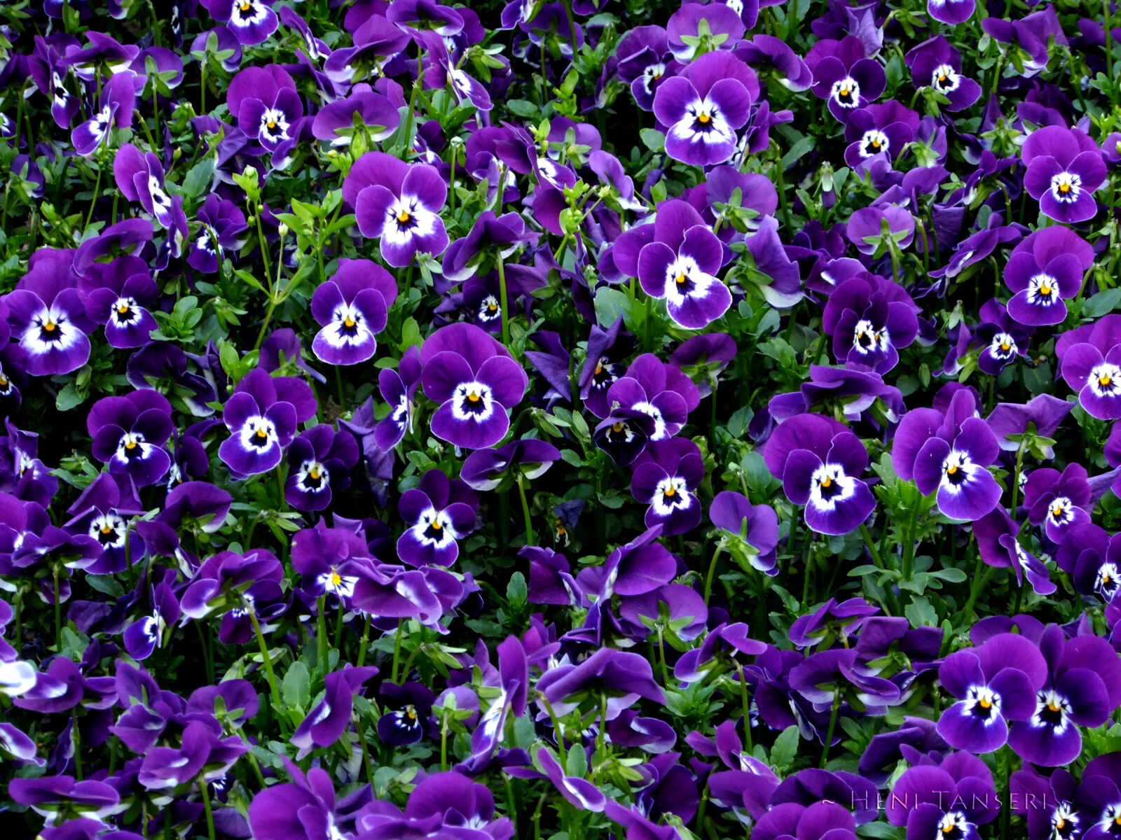 FujiFilm FinePix F70EXR (FinePix F75EXR) sample photo. Purple, flowers photography