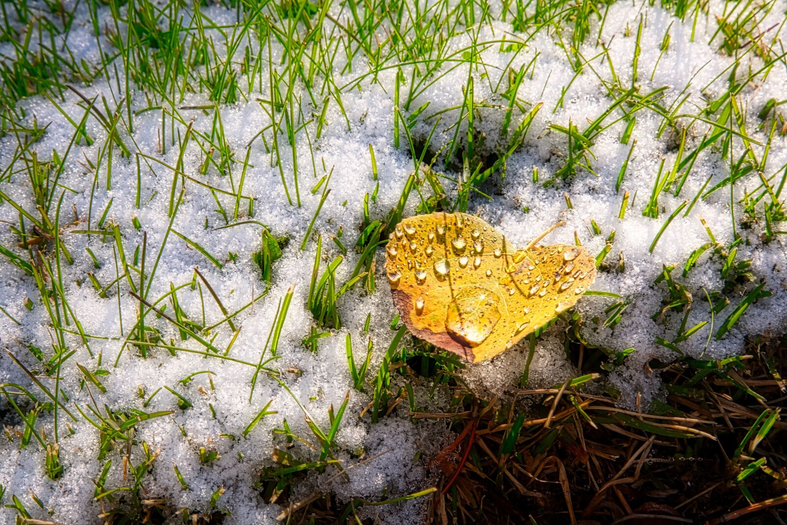 Canon EOS 5D sample photo. Nature, grass, flora photography