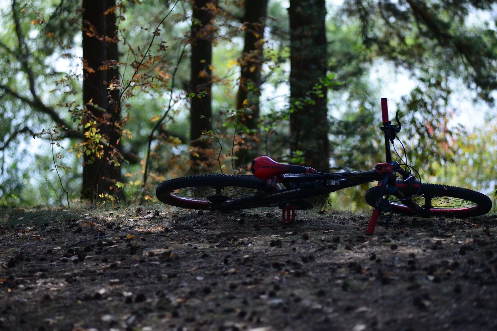 Nikon D800 sample photo. Forest, bike, nature photography