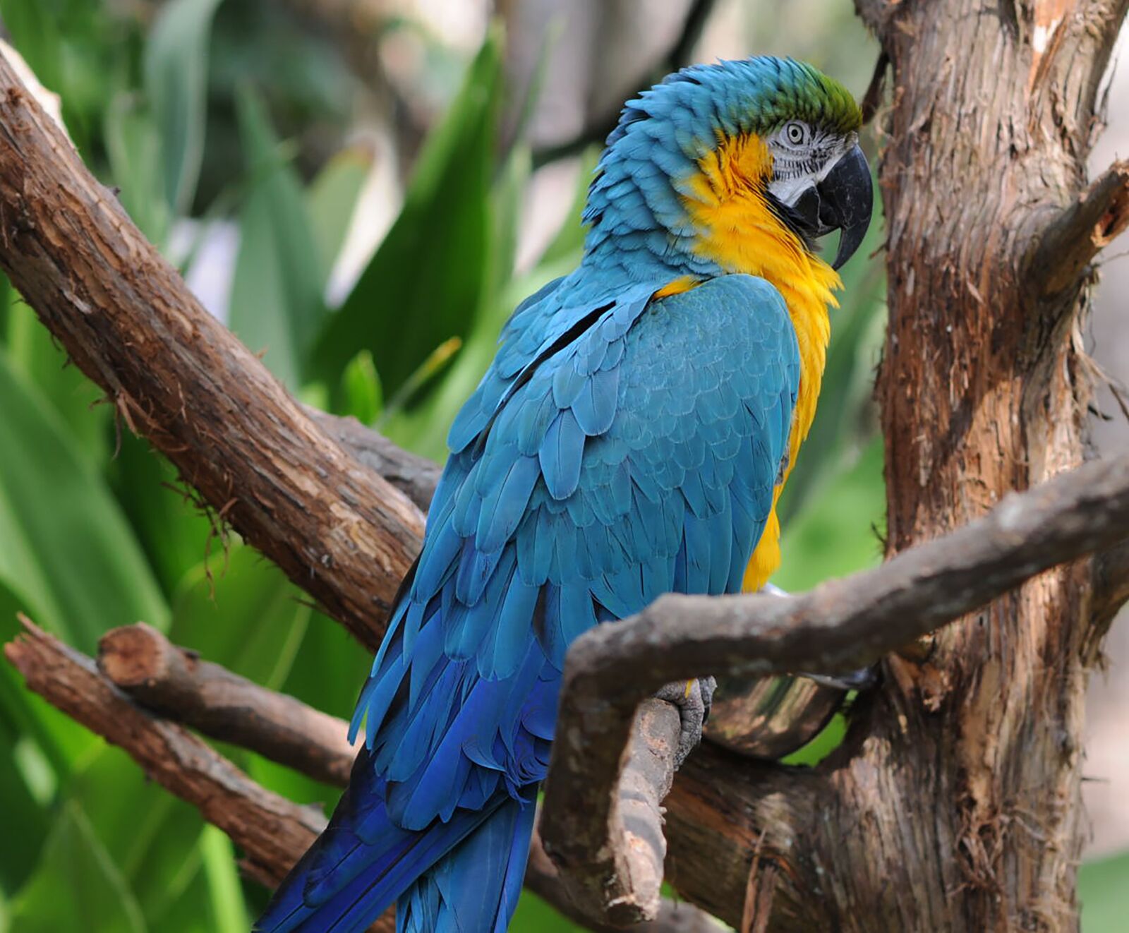 Nikon D300 sample photo. Parrot, birds, blue photography