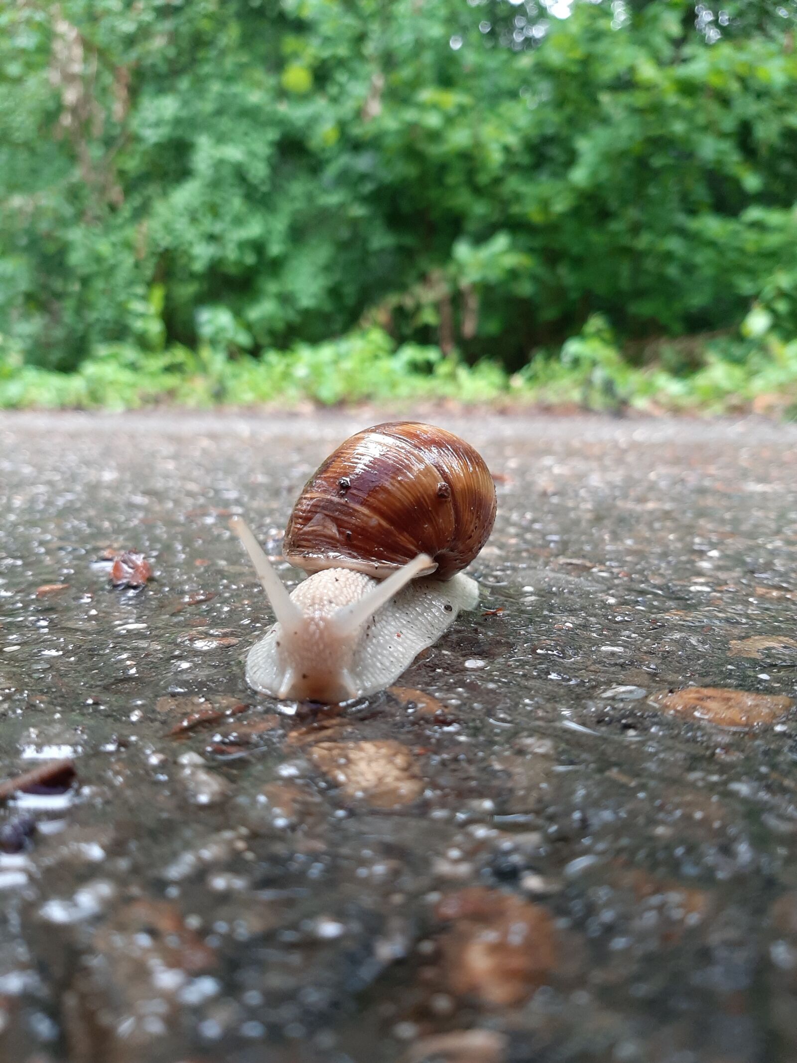 Samsung Galaxy A50 sample photo. Slug, wet, snail photography