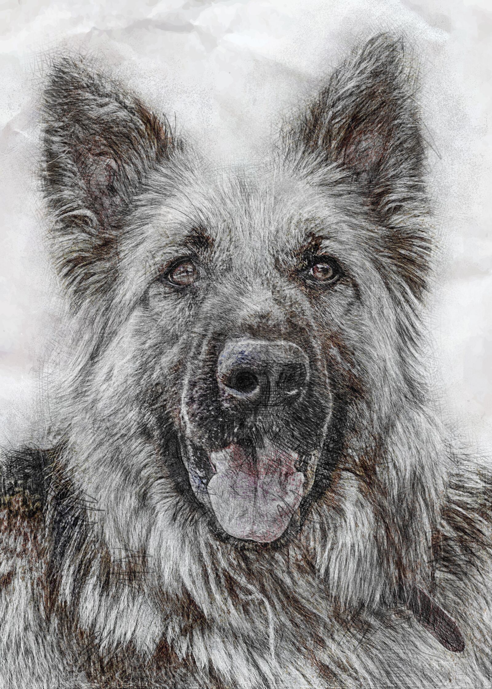 Sony a6000 sample photo. Animal, dog, german shepherd photography