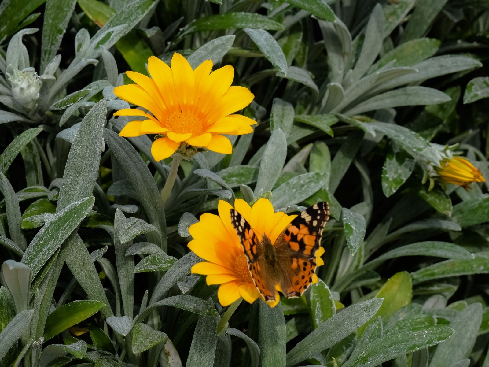 Nikon D3300 sample photo. Nature, flora, spring photography