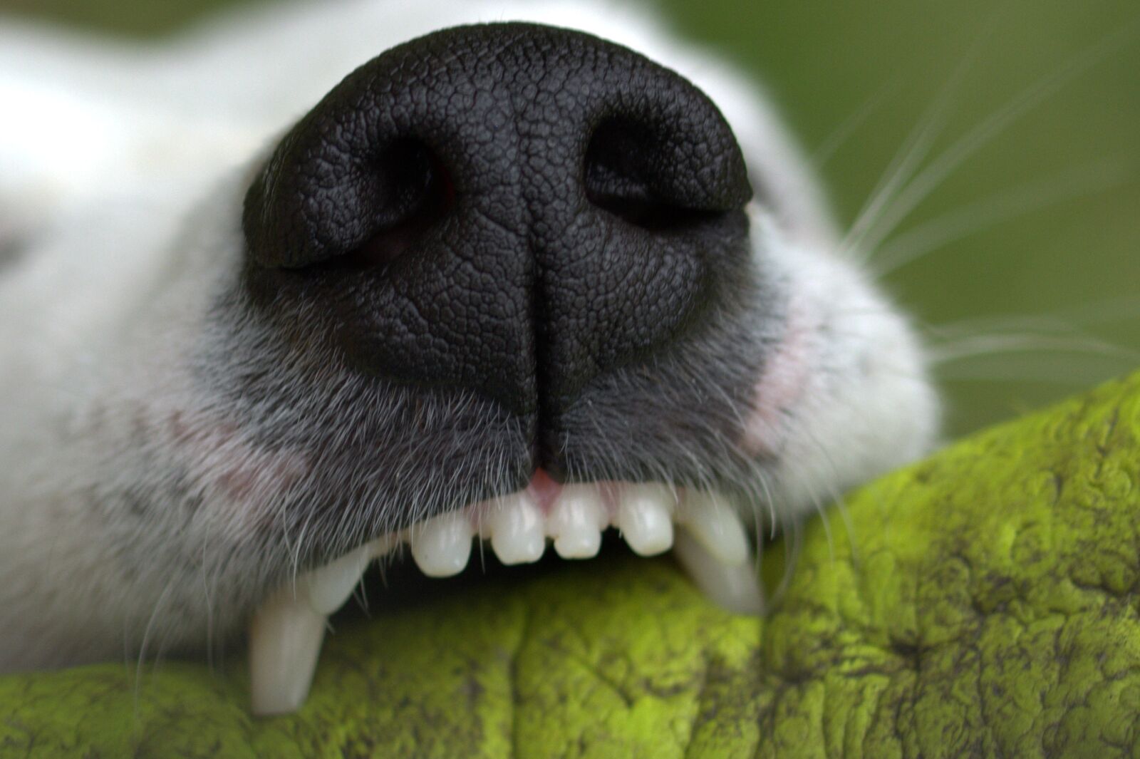 Nikon D5200 sample photo. Snout, teeth, bite photography
