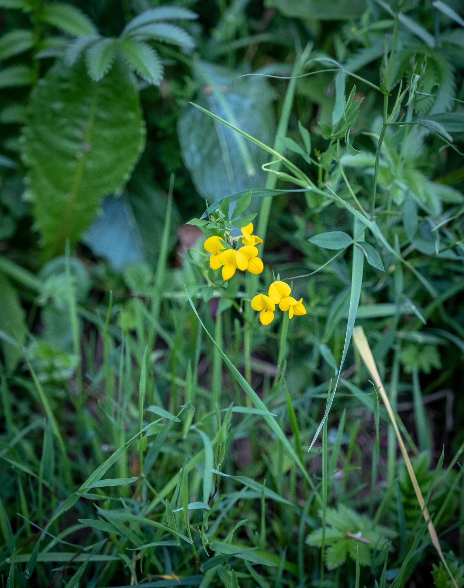 Fujifilm X-T2 sample photo. Bloom, weed, purple photography