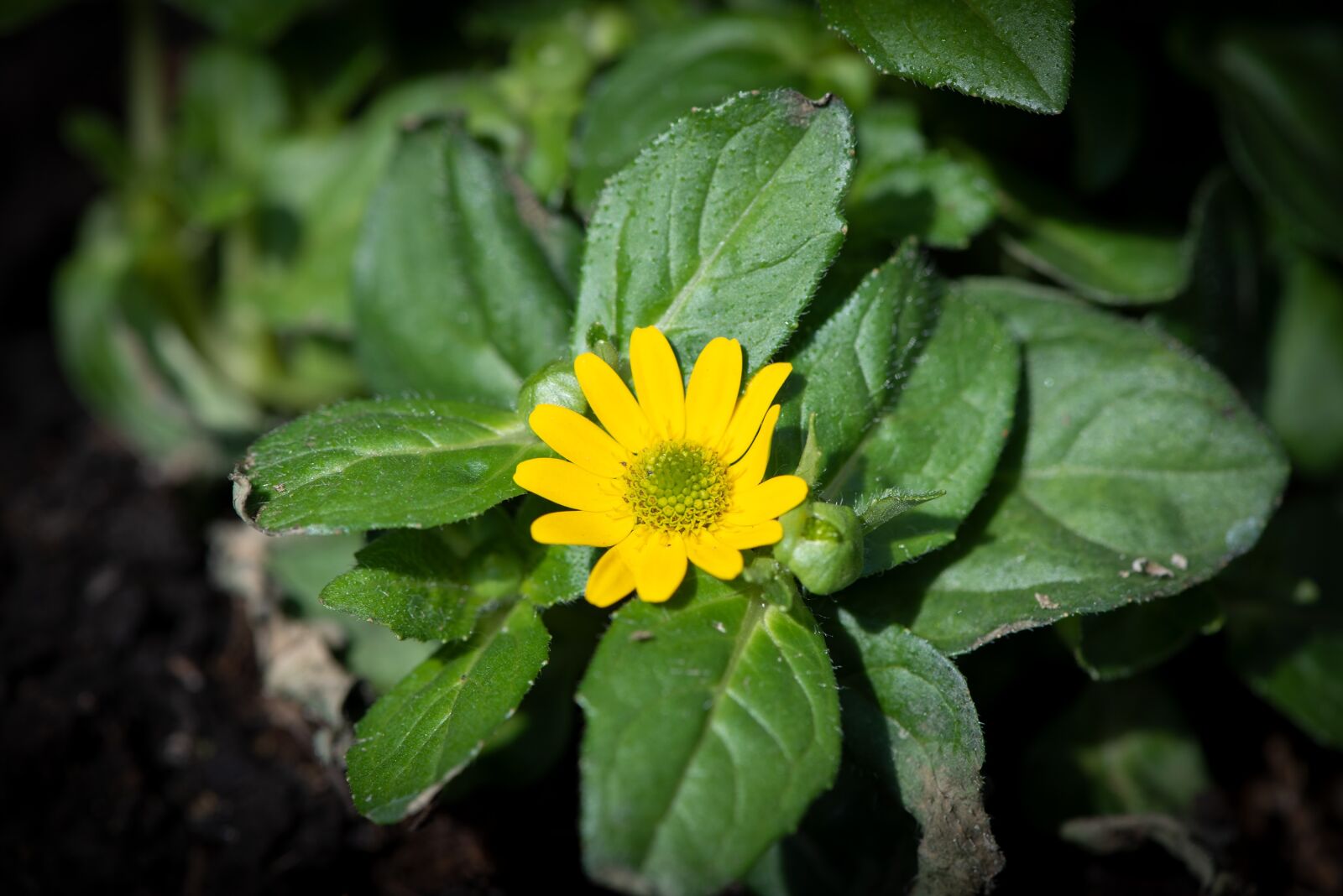 Nikon D750 sample photo. Hussar button, flower, yellow photography