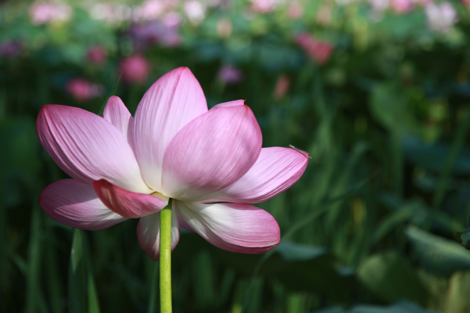 Canon EOS 6D + Canon EF 24-105mm F4L IS USM sample photo. Lotus, flowers, water lilies photography