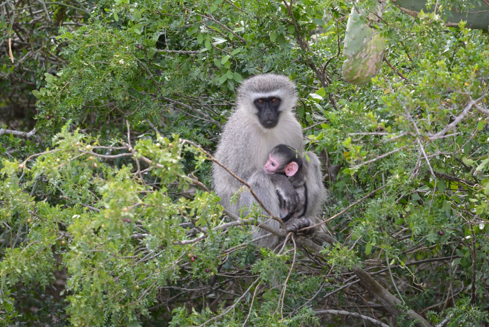 Nikon D5200 sample photo. Monkey, baby, tree photography