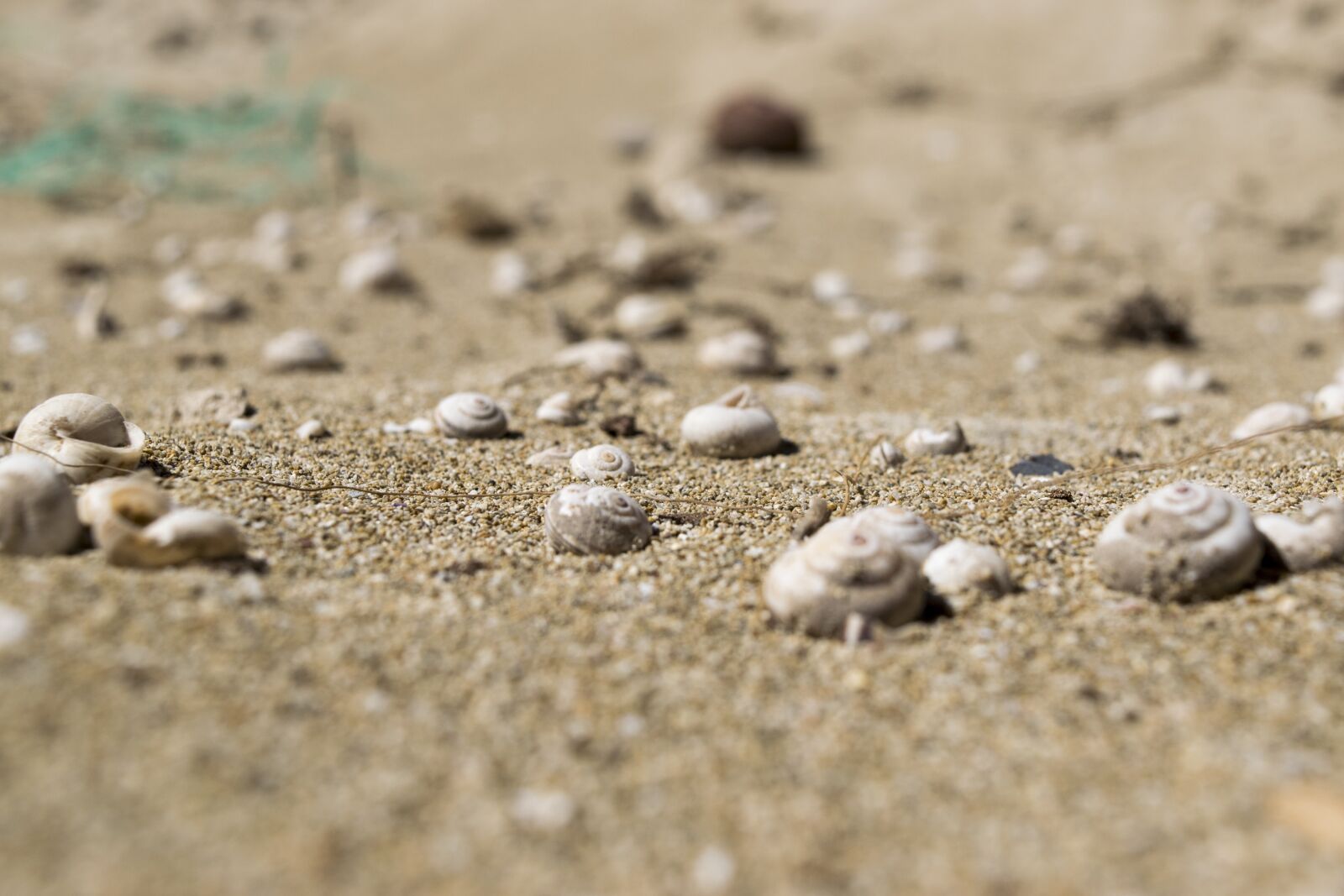 Nikon D5300 sample photo. Shells, sand, sea photography