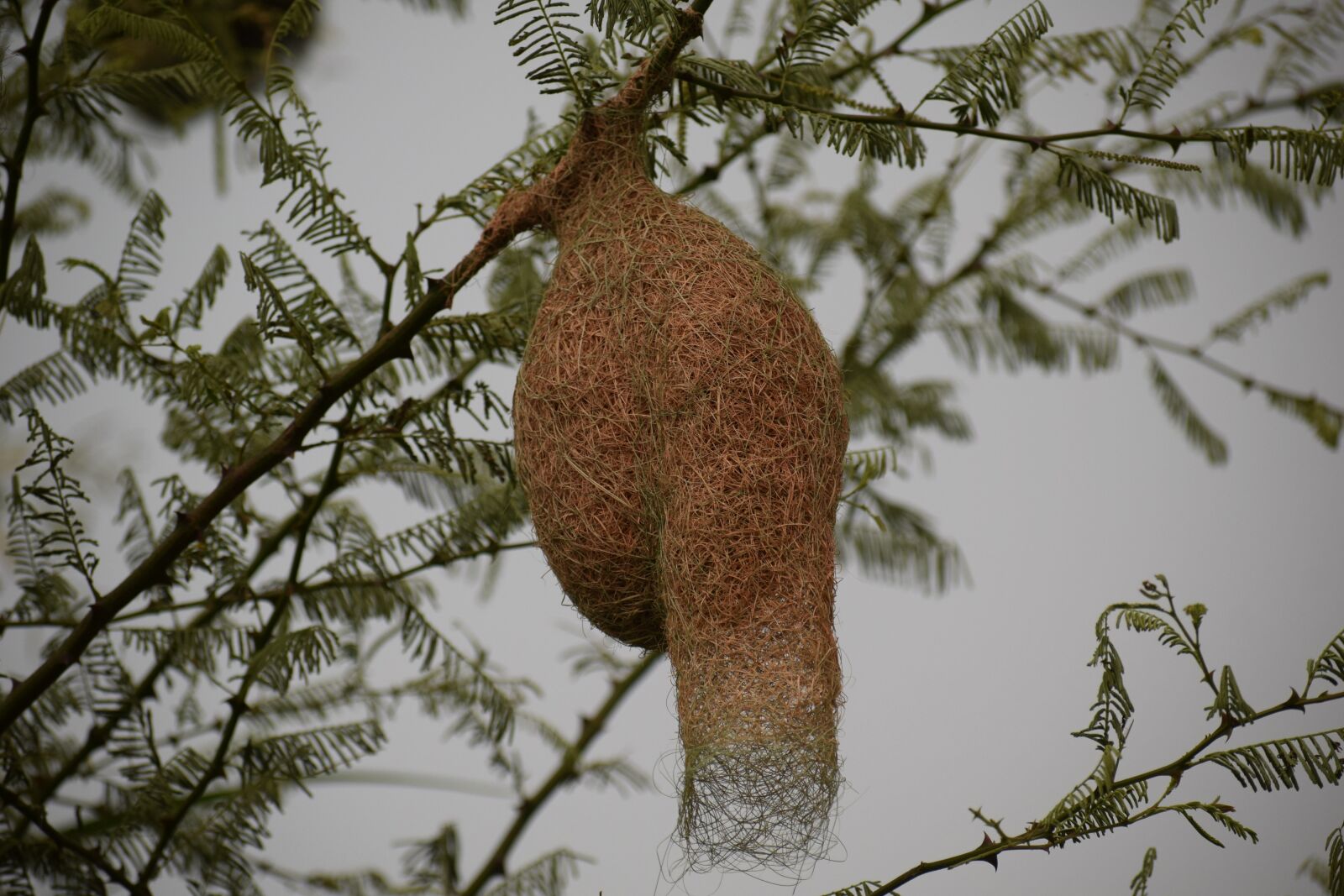 Nikon D3300 sample photo. Tailor bird, nest, bird photography