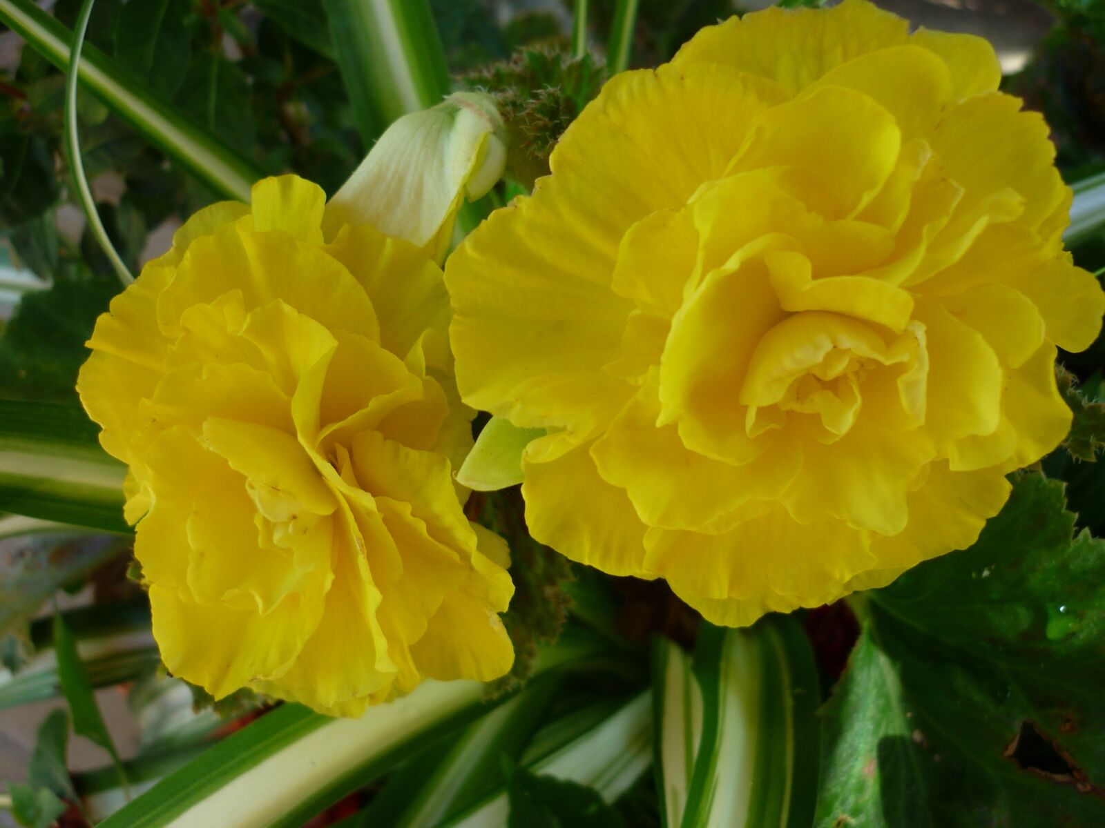 Panasonic Lumix DMC-FS6 sample photo. Begonia, flower, yellow photography