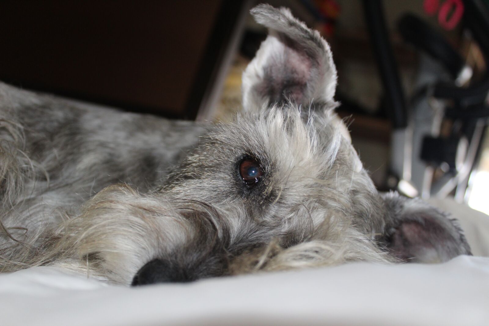 Canon EOS 1300D (EOS Rebel T6 / EOS Kiss X80) sample photo. Dog, eye, pet photography