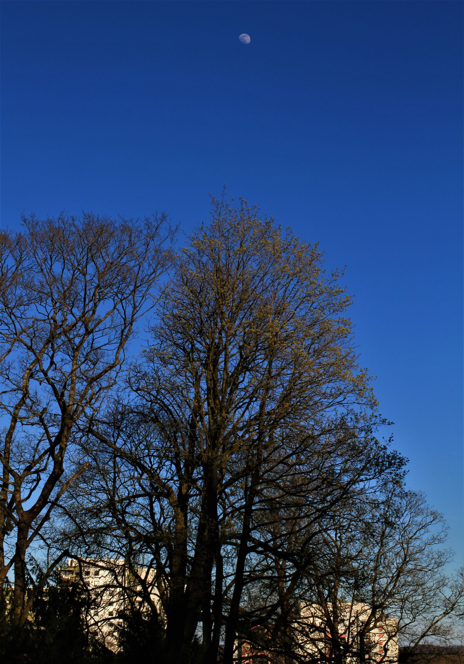 Canon EOS 7D sample photo. Sky, blue, moon photography