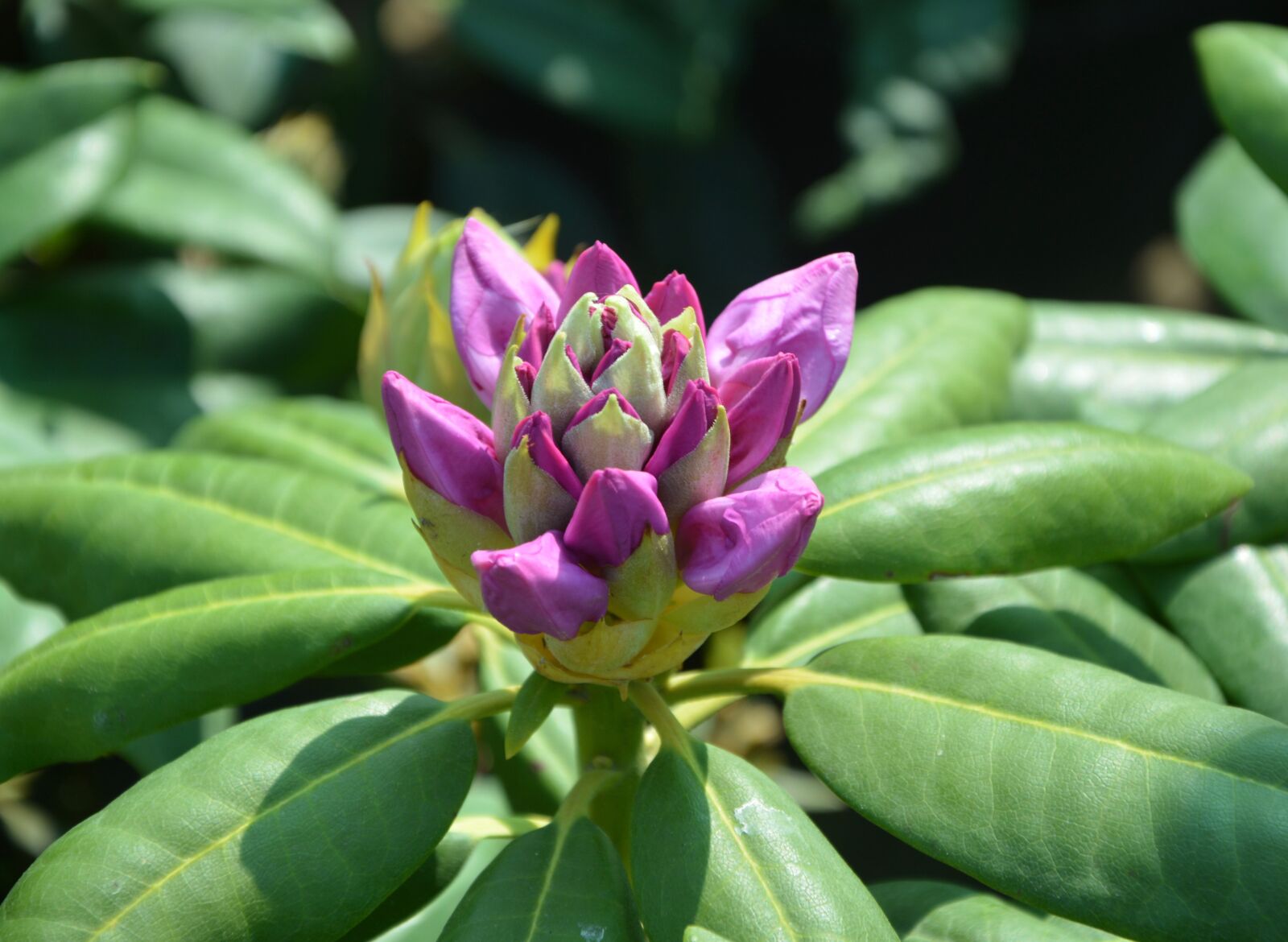 Nikon D5200 sample photo. Flower rhododendron, bud, green photography