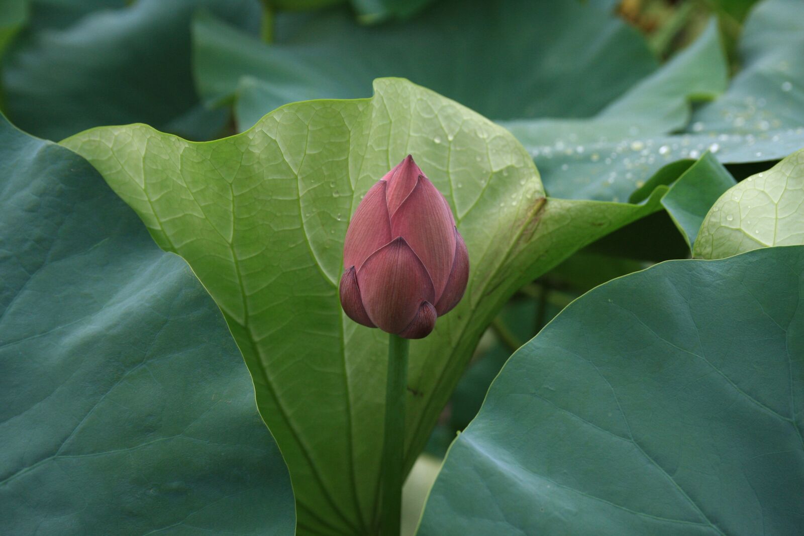 Canon EOS 40D sample photo. Lotus, flowers, plants photography
