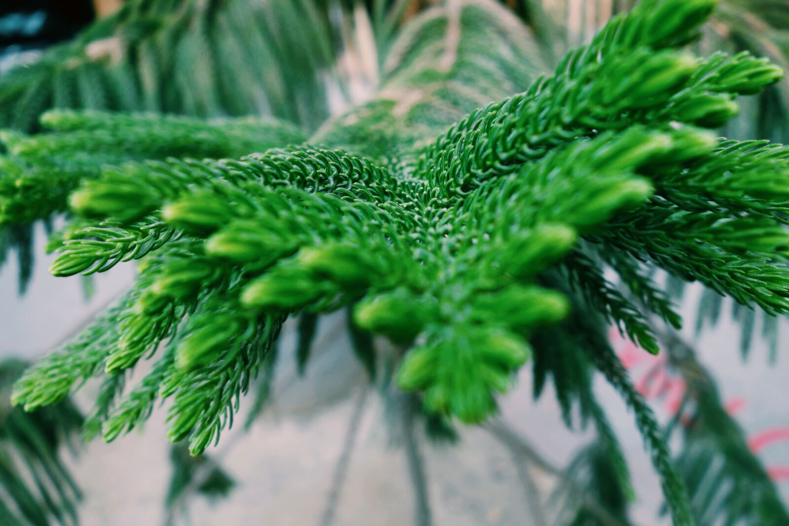 Sony Cyber-shot DSC-RX100 sample photo. Nature, leaves, garden photography
