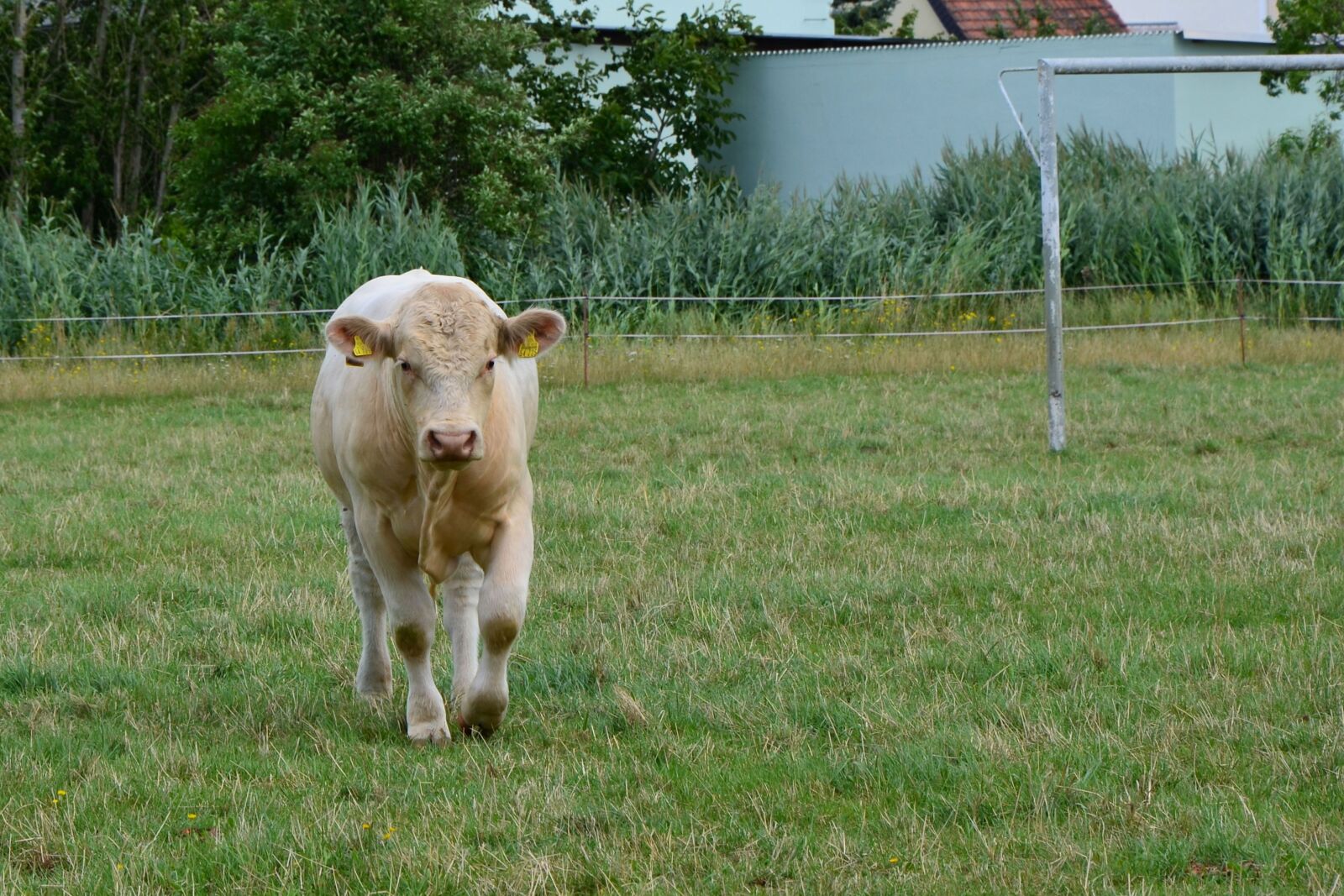 Nikon D5100 sample photo. Cow, pasture, graze photography