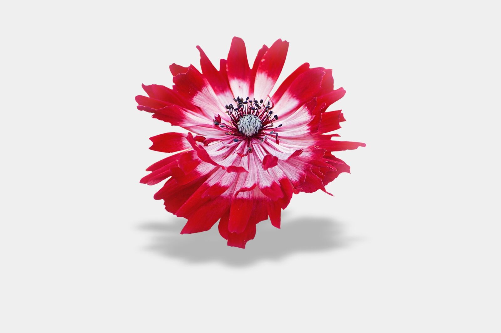 Nikon D7100 sample photo. Flower, background, red photography