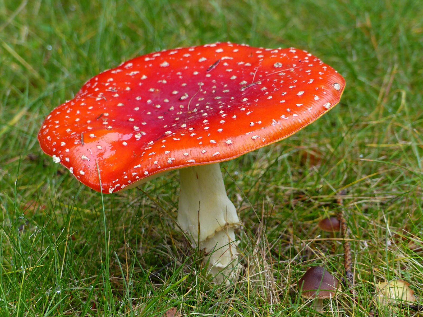 Panasonic Lumix DMC-FZ200 sample photo. Fly agaric, forest, autumn photography