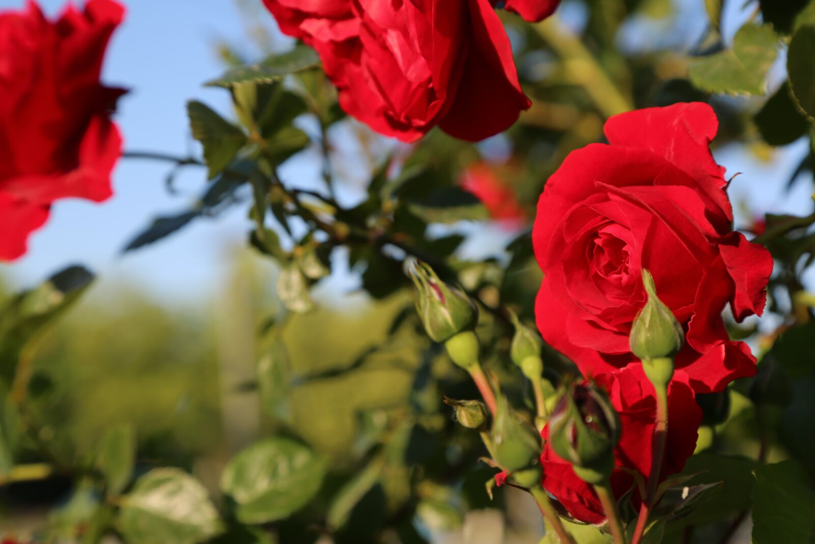 Canon EF 24-105mm F4L IS USM sample photo. Rose, red rose, flower photography