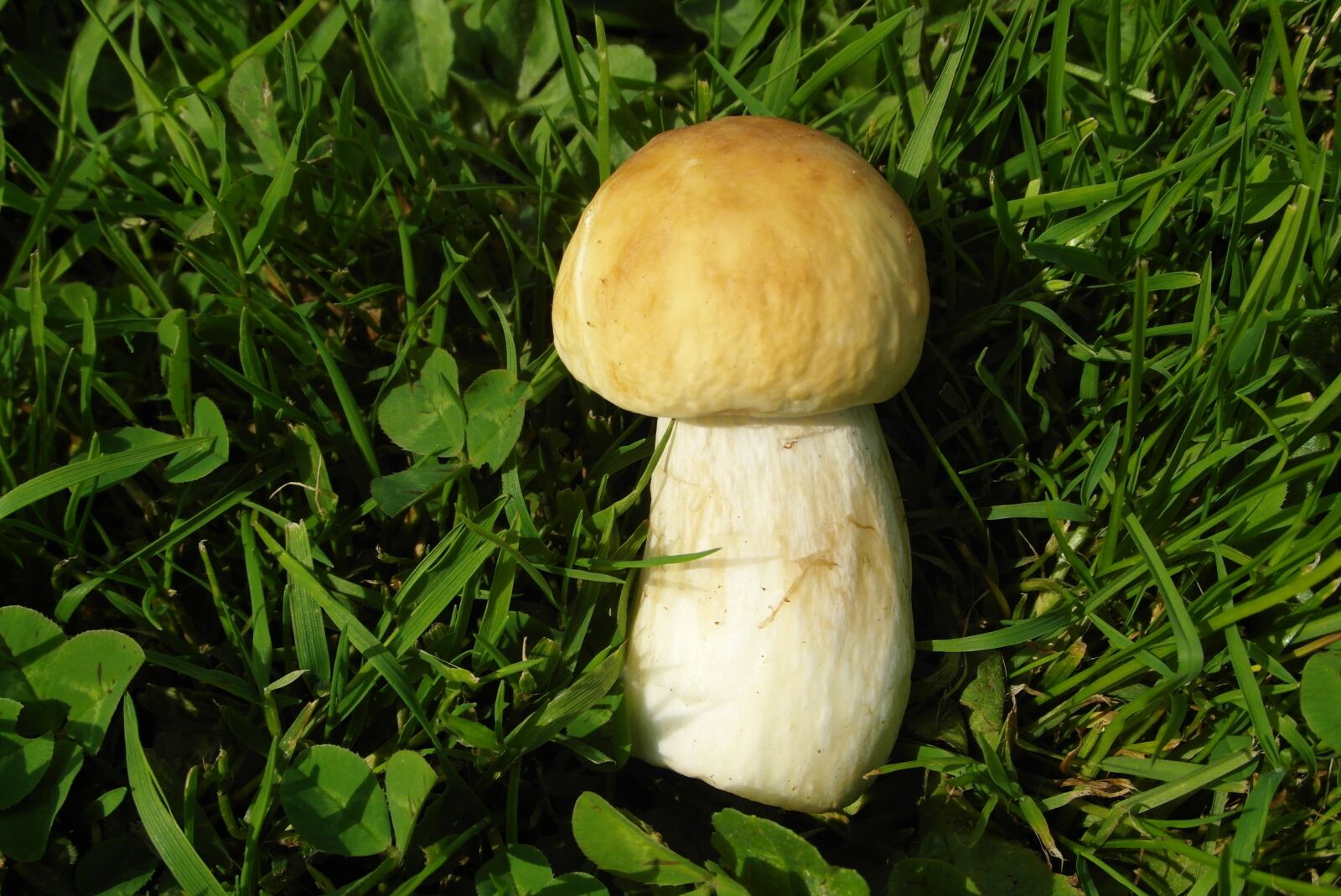 Samsung WB750 sample photo. Boletus, mushroom, small photography