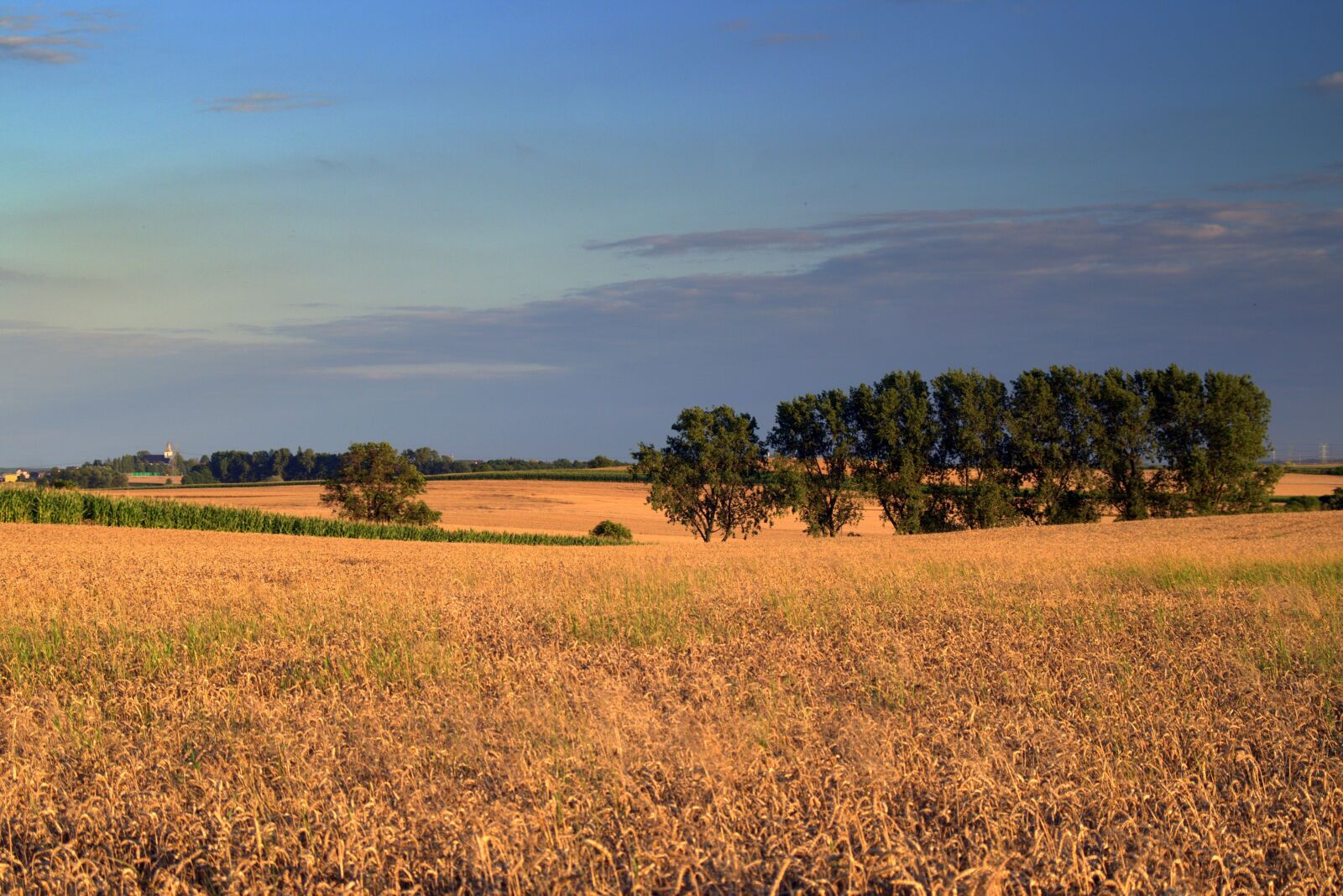 Pentax K-S2 sample photo. Field, fields, corn photography