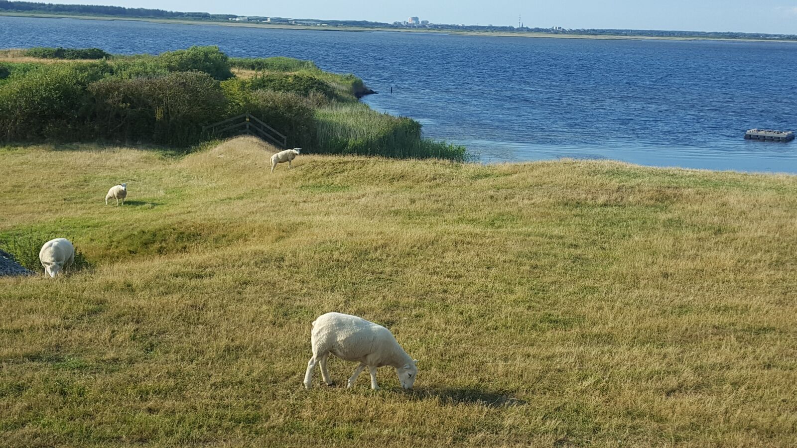 Samsung GALAXY S6 edge sample photo. Sheep, north sea, grass photography