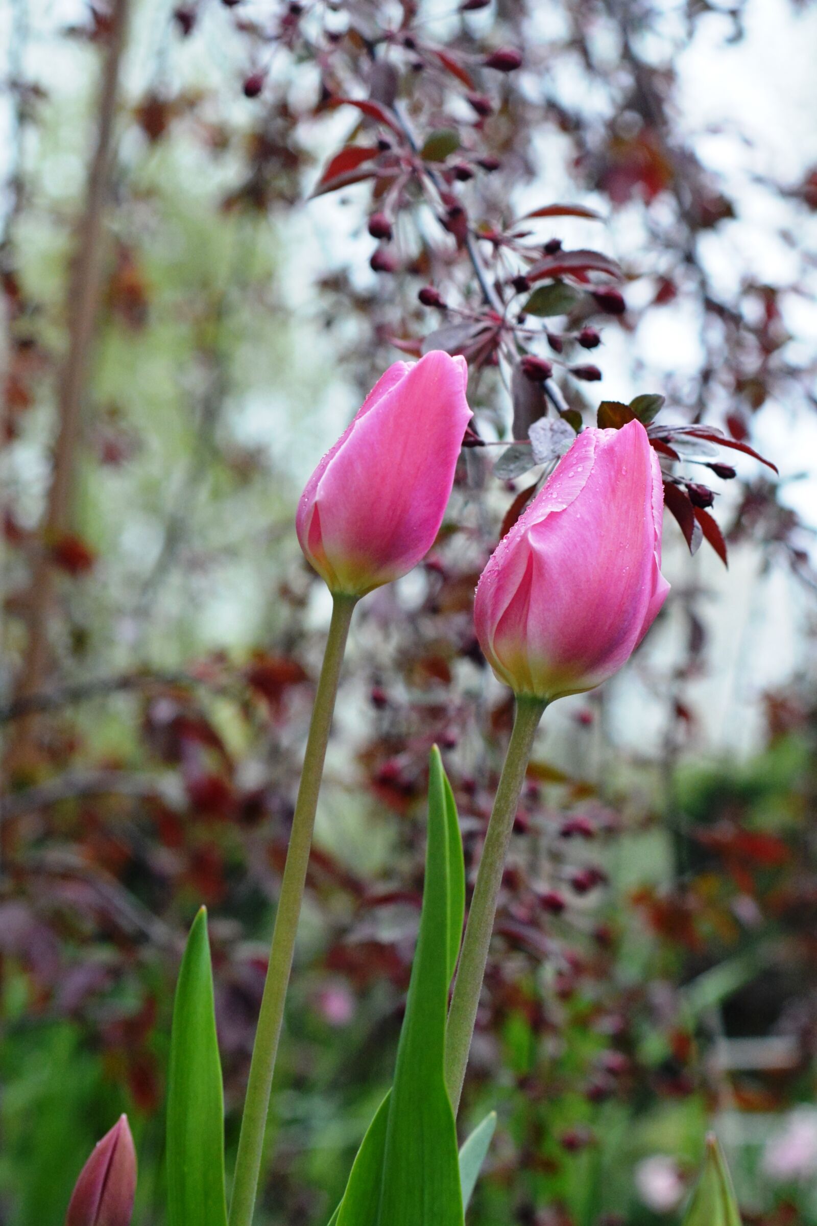 Nikon D5200 sample photo. Tulip, tulips, pink photography