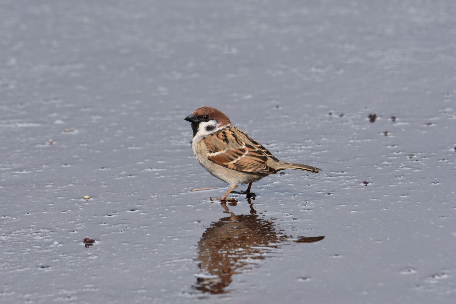 Nikon D7200 sample photo. Animal, road, after the photography