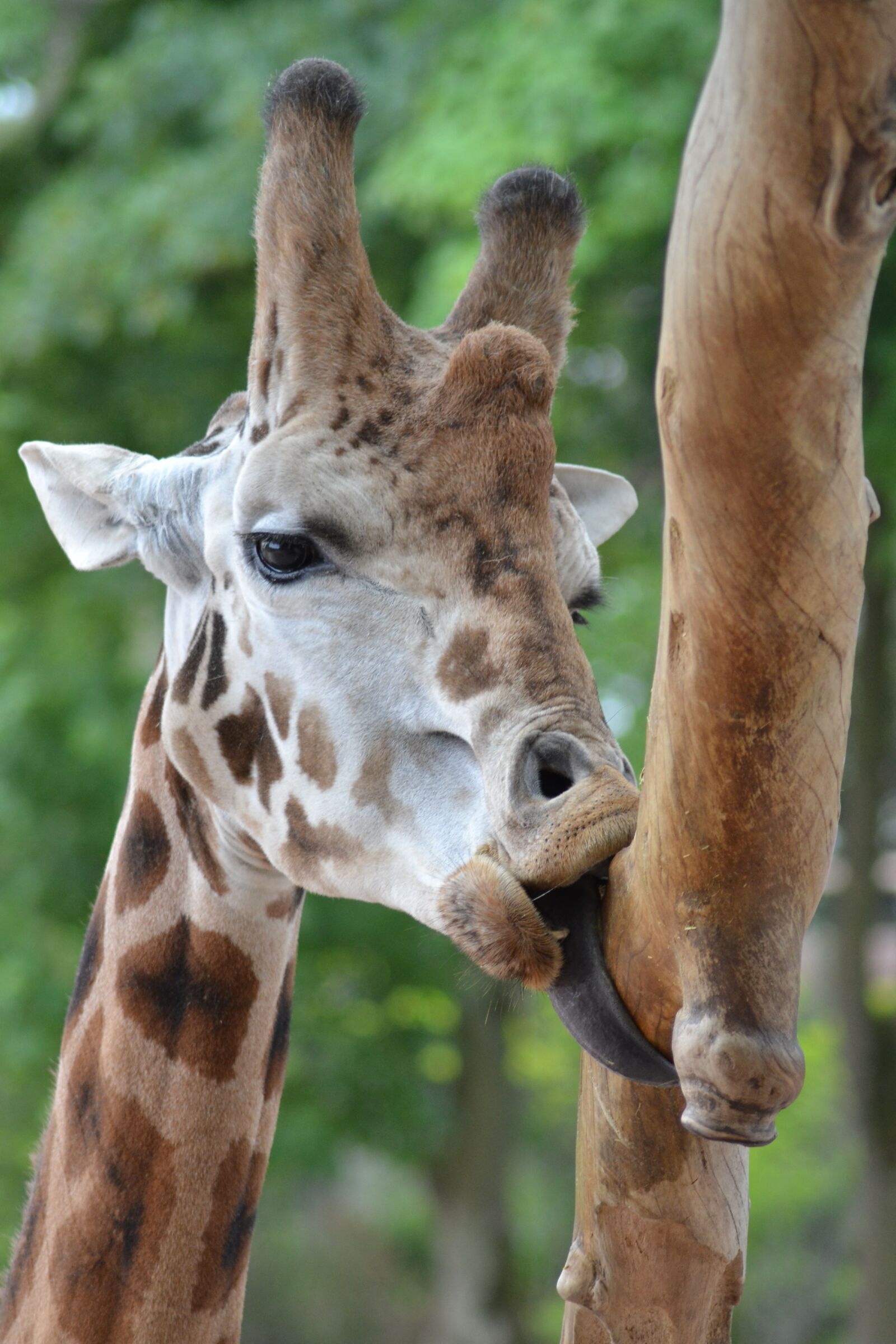 Nikon D3100 sample photo. Giraffe, language, zoo photography