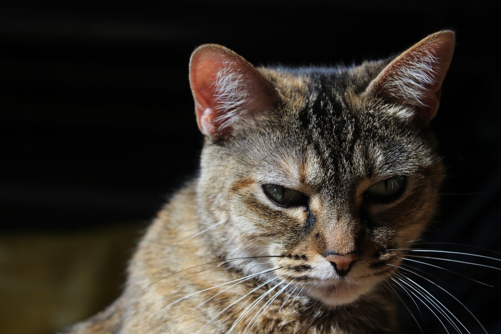 Canon EOS 600D (Rebel EOS T3i / EOS Kiss X5) sample photo. Gata, cat, kitten photography