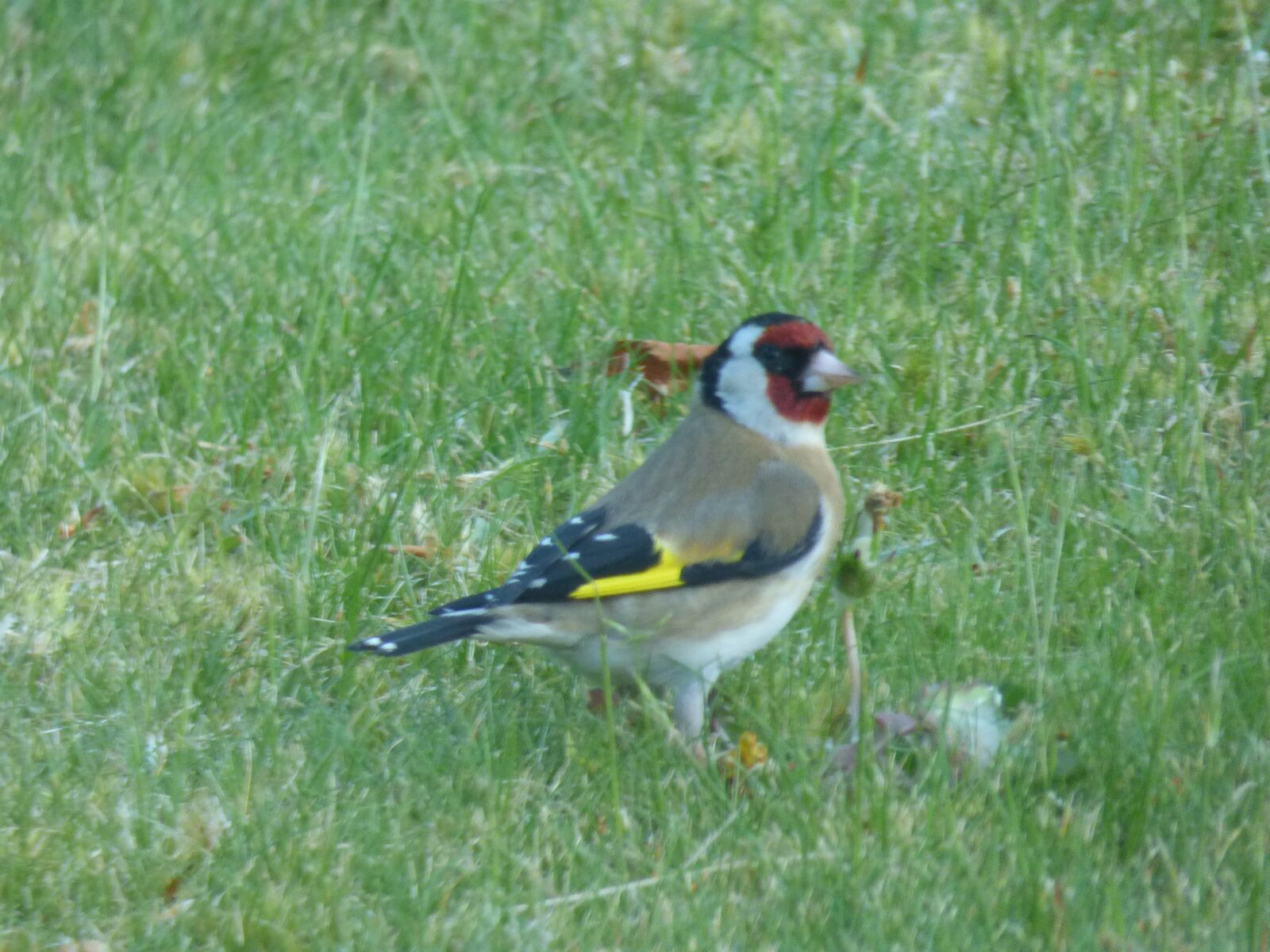 Panasonic DMC-FZ72 sample photo. Goldfinch, wild bird, garden photography