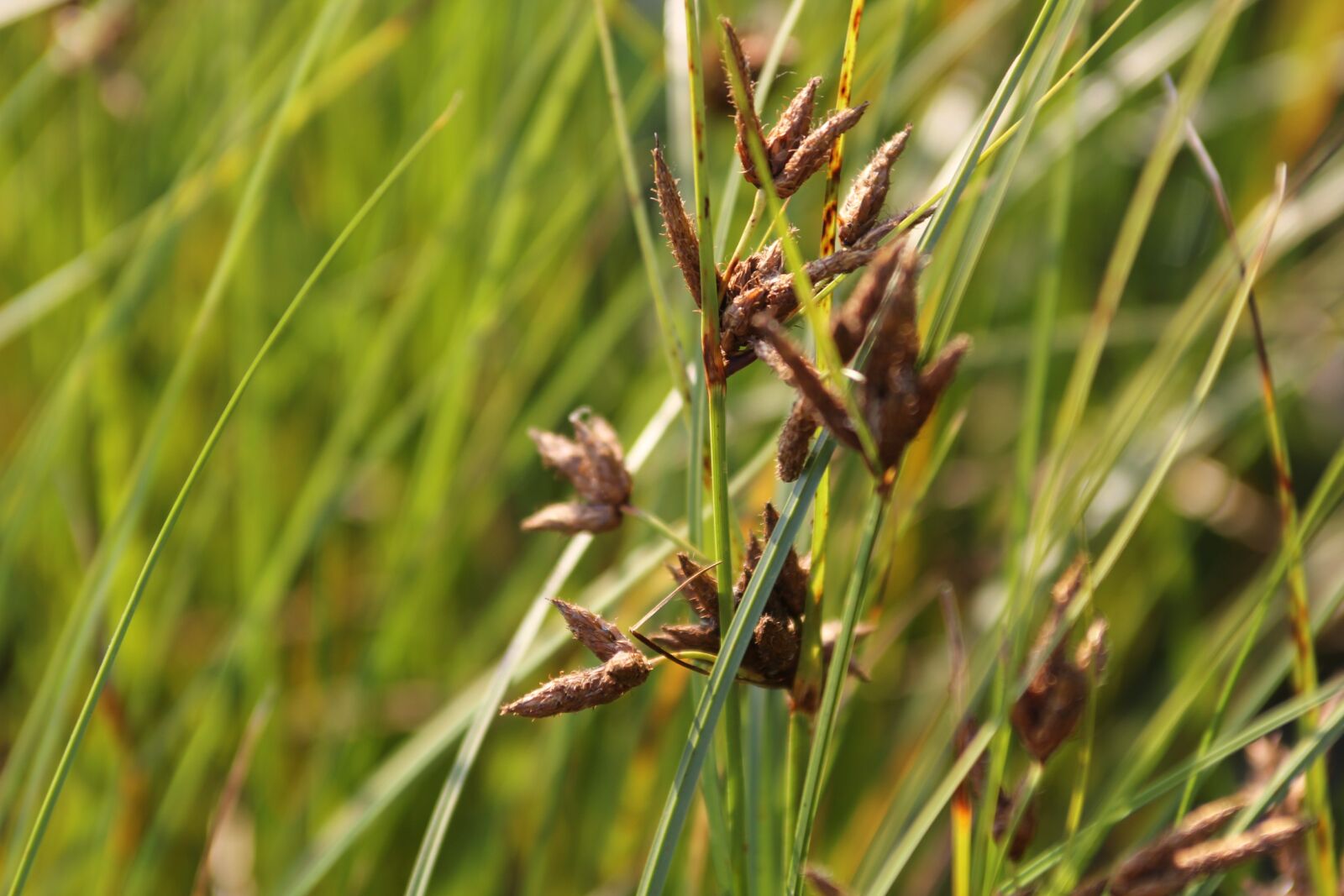 Canon EOS 550D (EOS Rebel T2i / EOS Kiss X4) sample photo. Nature, grass, flora photography