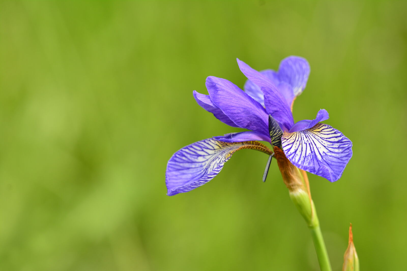 Nikon D7100 sample photo