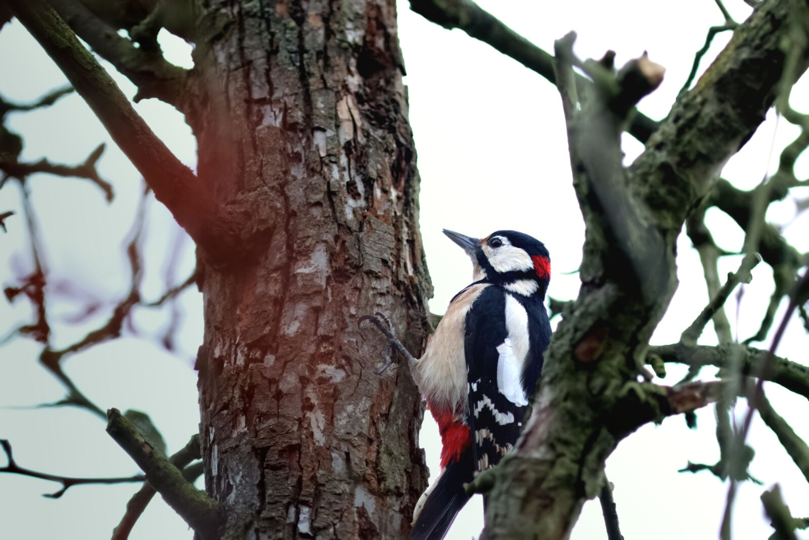 Canon EOS M50 Mark II (EOS Kiss M2) sample photo. Great spotted woodpecker photography