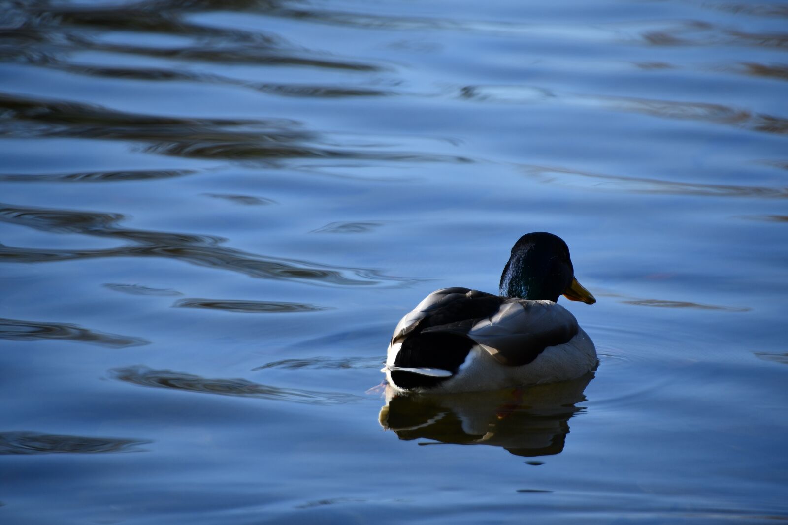 Nikon D7500 sample photo. Duck, bird, river photography
