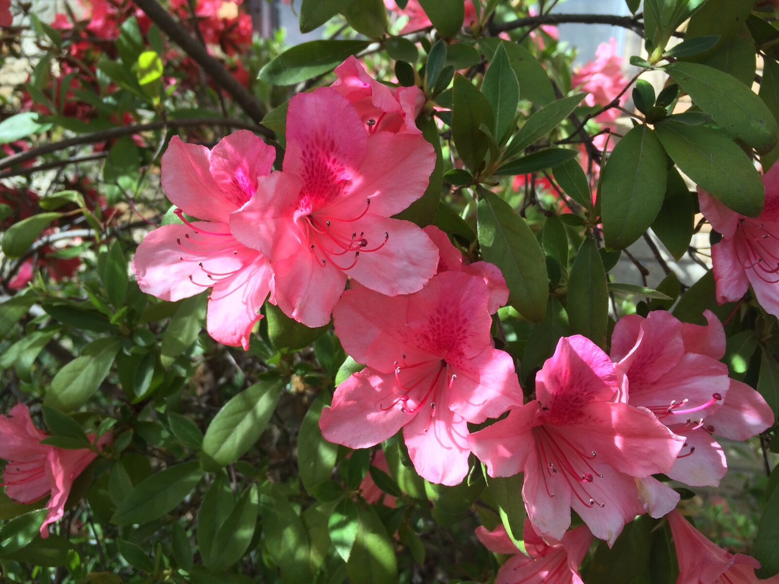 iPhone 5s back camera 4.15mm f/2.2 sample photo. Azalea, blossoms, close photography
