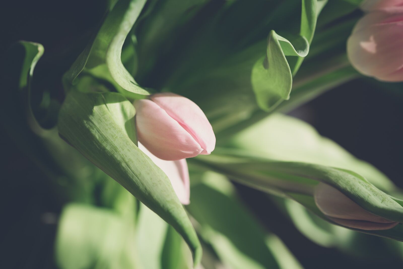 Nikon D750 sample photo. Flower, tulip, pink photography