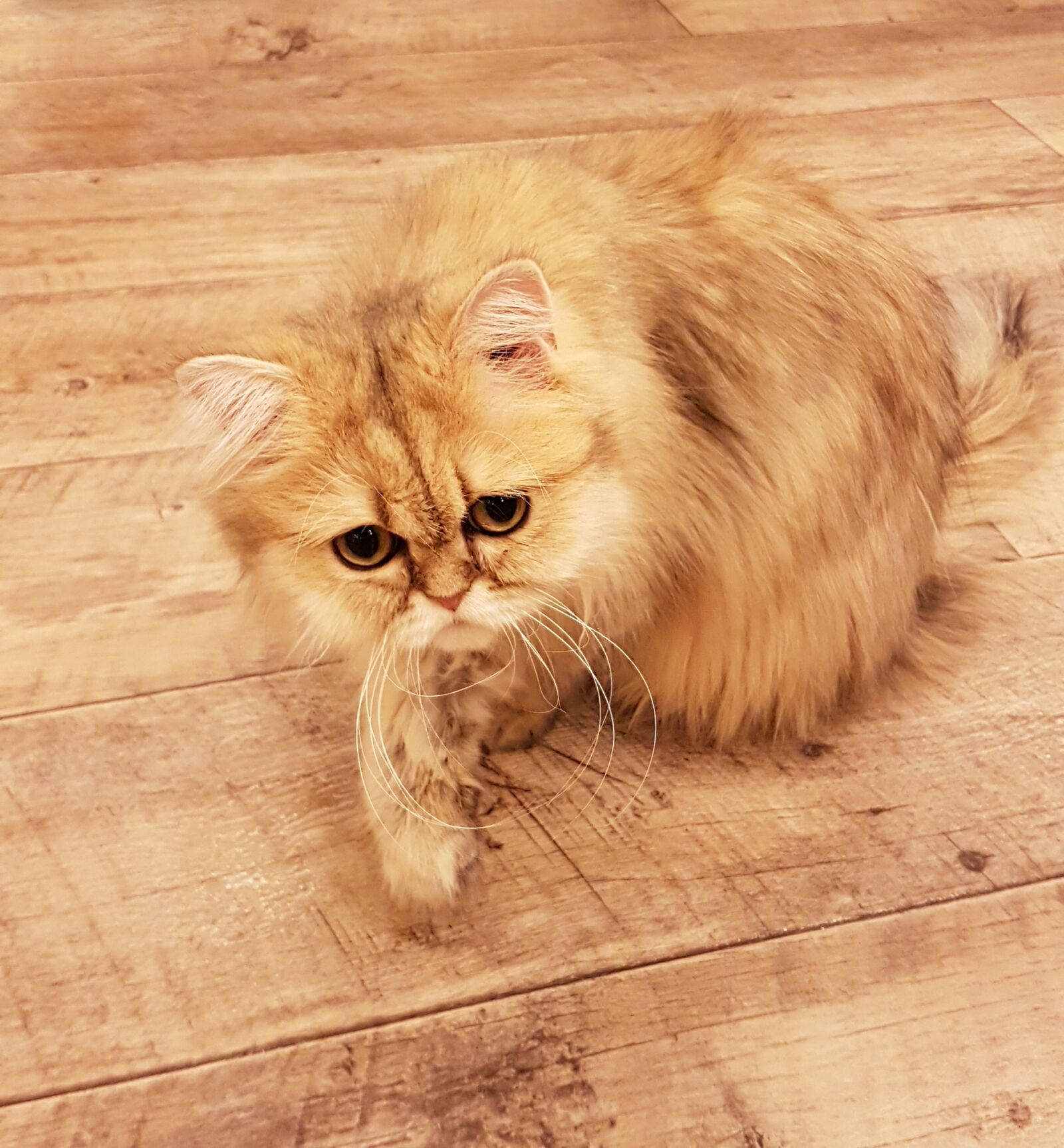 Samsung Galaxy S7 sample photo. Cat, yellow cat, animal photography