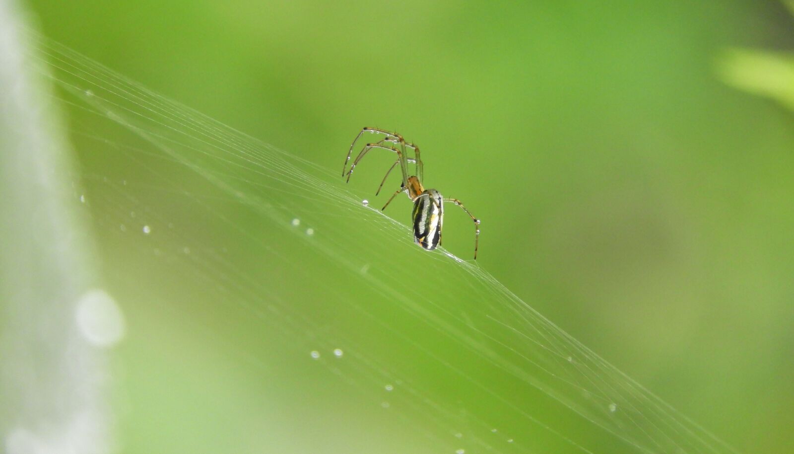 Nikon Coolpix B700 sample photo. Spider, nature, rocio photography
