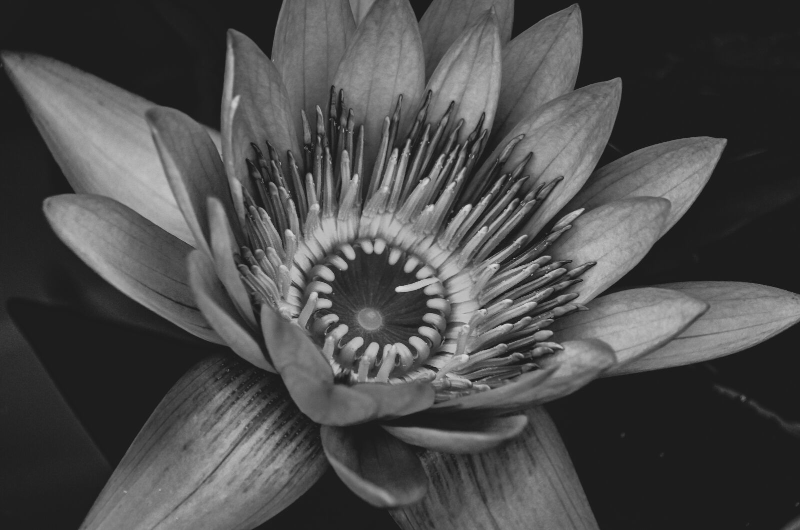 Sony E 55-210mm F4.5-6.3 OSS sample photo. Water lily, blossom, bloom photography